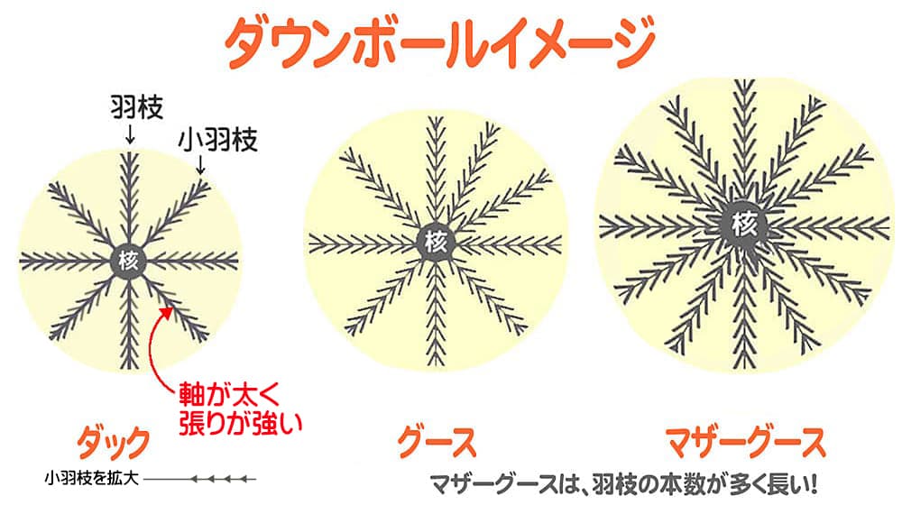 グースとダックダウンのサイズと構造の違いを示す図