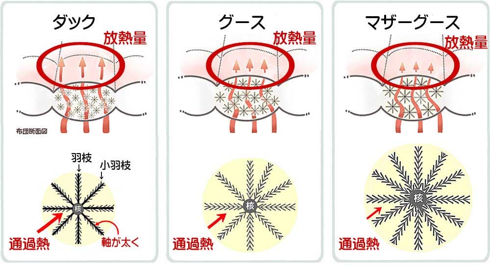 ダックとグースの羽毛構造の違いによる保温力の差を示す図