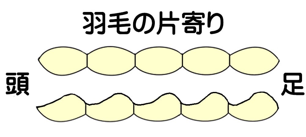 羽毛布団のマス目内での羽毛の片寄り