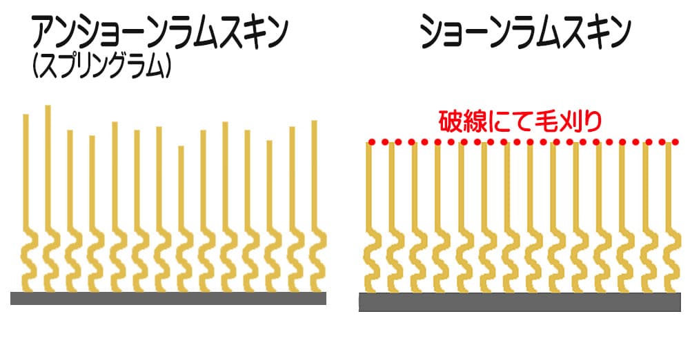 スプリングラムとショーンラムの原皮断面イメージ図